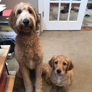 Meet your Posher, Ann